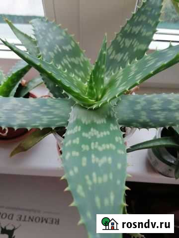 Алоэ Вера Vera Ржев - изображение 1