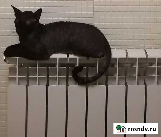 Корниш-рекс вязка Кирсанов - изображение 1