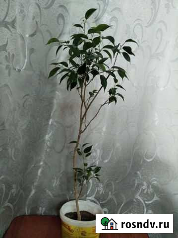 Фикус бенджамина Чайковский - изображение 1