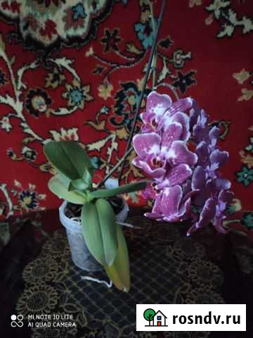 Орхидеи Пушкино - изображение 1