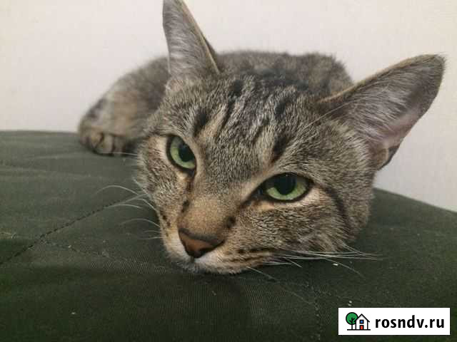 Кот Уфа - изображение 1