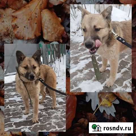 Собака Уфа - изображение 1