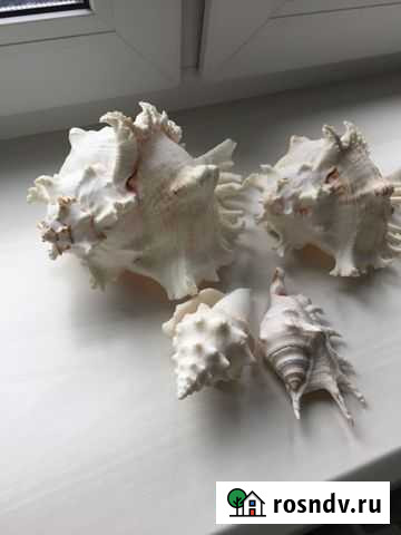 Ракушки Ногинск - изображение 1