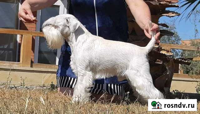 Предлагаю для вязки Волжский - изображение 1