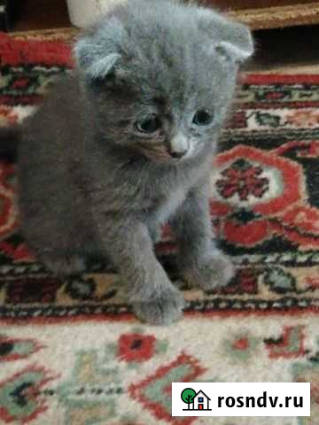 Котята Петропавловск-Камчатский - изображение 1