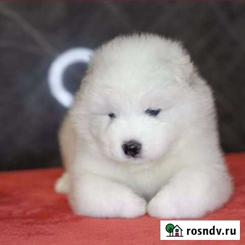 Самоедская лайка Хабаровск - изображение 1