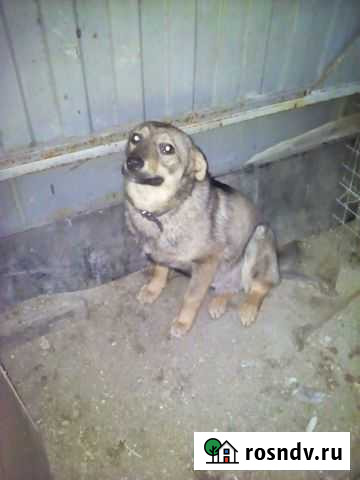 Мелкий молодой песик Воронеж - изображение 1