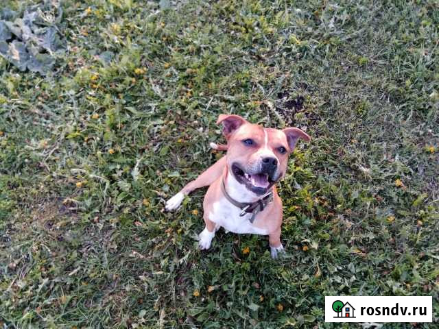 Вязка стаффордширский бультерьер (стаффи) Пермь - изображение 1