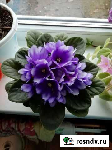 Фиалка Дятьково - изображение 1