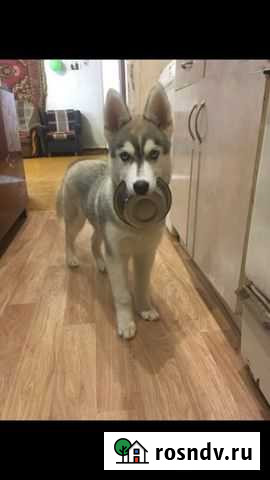 Щенки хаски бесплатно Ижевск - изображение 1