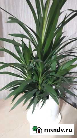 Кордилина Кострома - изображение 1