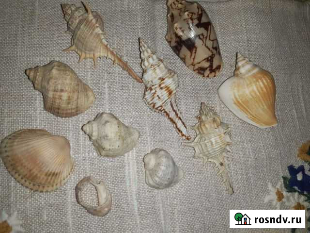 Ракушки, набор для сухого аквариума Зеленодольск - изображение 1