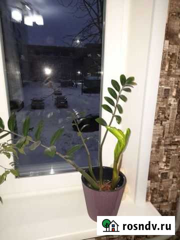 Комнатные цветы Заволжье - изображение 1