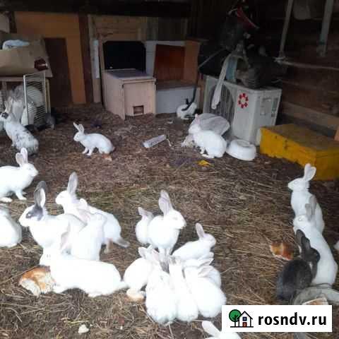Кролики бабочка Иркутск - изображение 1