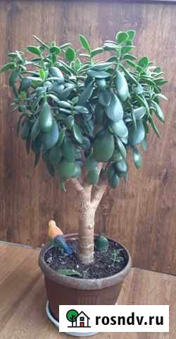 Крассула (толстянка, денежное дерево) Брянск - изображение 1