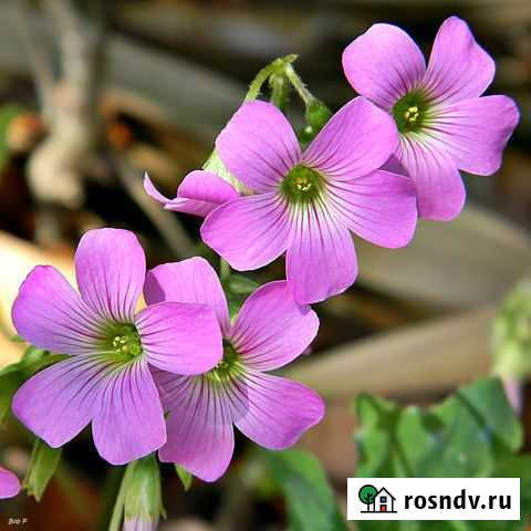 Оксалис (corymbosa) Сарапул - изображение 1