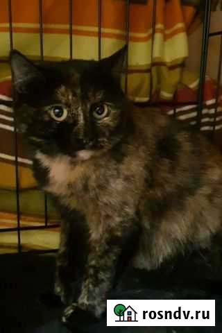 Стеша супер кошка Красногорск - изображение 1