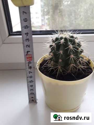 Кактус Балаково - изображение 1