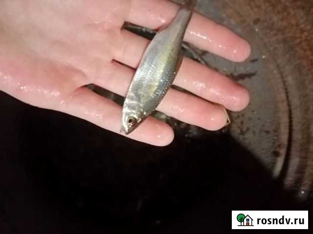 Живец сорошка Йошкар-Ола - изображение 1