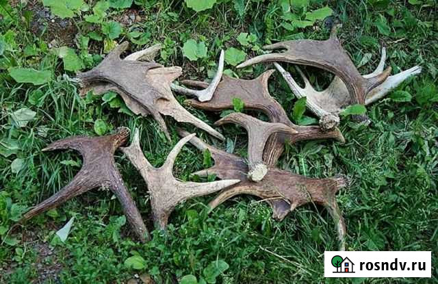 Рога лося Галич - изображение 1