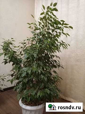 Фикус бенджамина Нефтекамск - изображение 1
