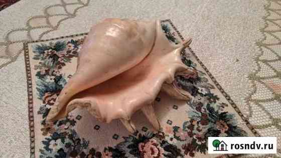 Ракушка из Красного моря Нижневартовск