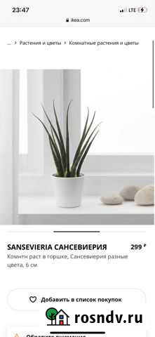 Сансевиерия Ижевск - изображение 1