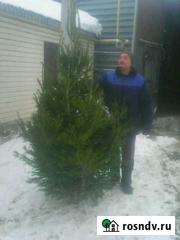 Ель (елка) новогодняя,Сосна Уральская, Пихта Сибир Липецк - изображение 1