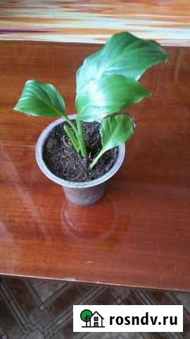 Спатифиллум Петрозаводск - изображение 1