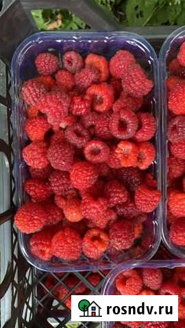 Саженцы ремонтантной малины Баксан - изображение 1