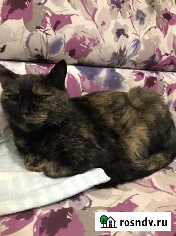 Кошка Покрово-Пригородное - изображение 1