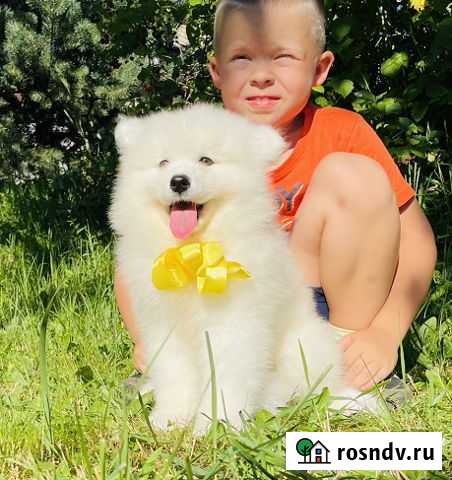 Белоснежные Самоедские Лайки (ми-ми-мишки) Великий Новгород - изображение 1