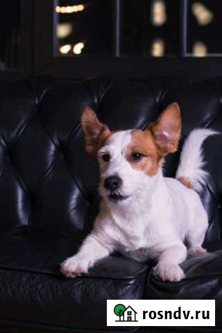 Гостиница для собак Красноярск - изображение 1