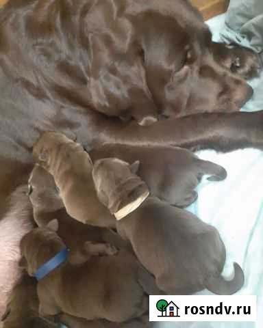 Собаки щенки породистые Иваново - изображение 1