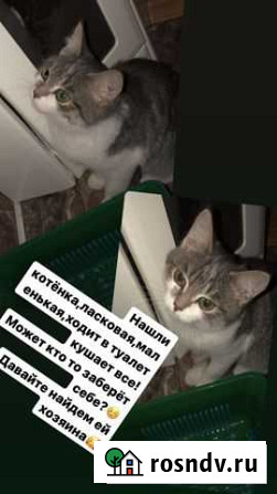 Кошка Нягань - изображение 1