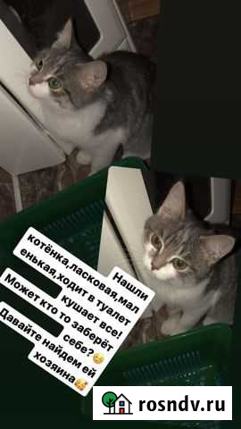 Кошка Нягань - изображение 1