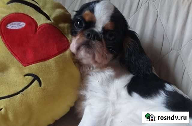 Собаки Клин - изображение 1