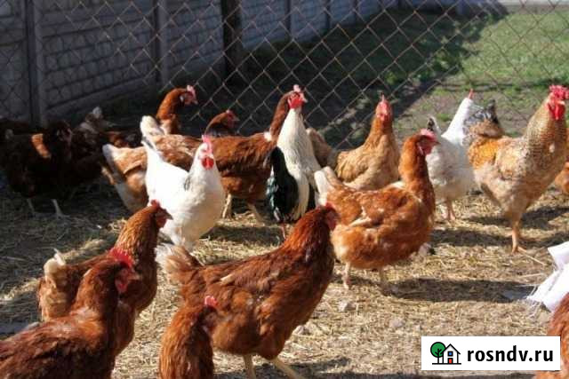 Куры Урень - изображение 1