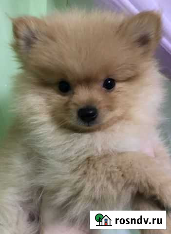 Немецкий шпиц Нижний Новгород - изображение 1