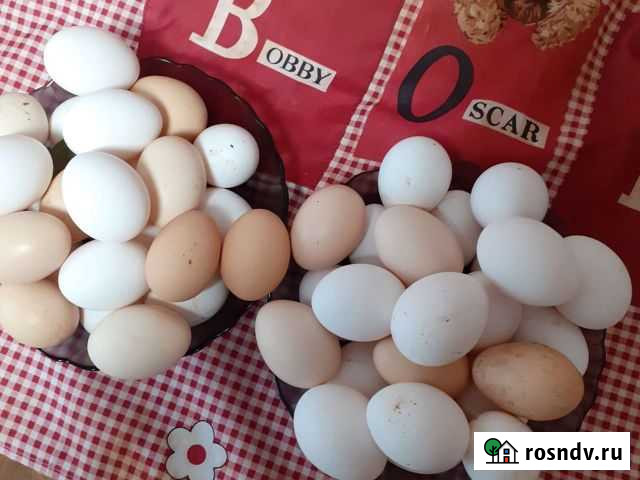 Домашние куриные яйца Липецк - изображение 1