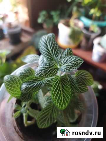 Фитония Новокузнецк - изображение 1