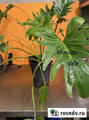 Филодендроны Энгельс - изображение 1