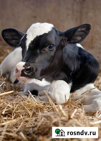 Телочка Полесск - изображение 1