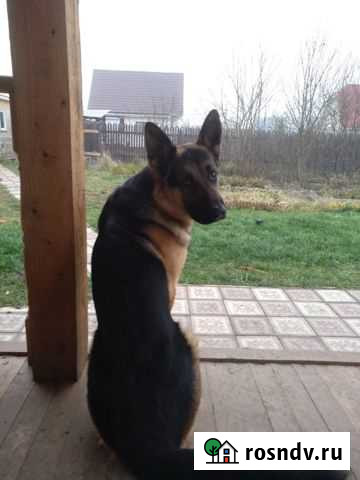Кобель немецкой овчарки для вязки Столбовая - изображение 1