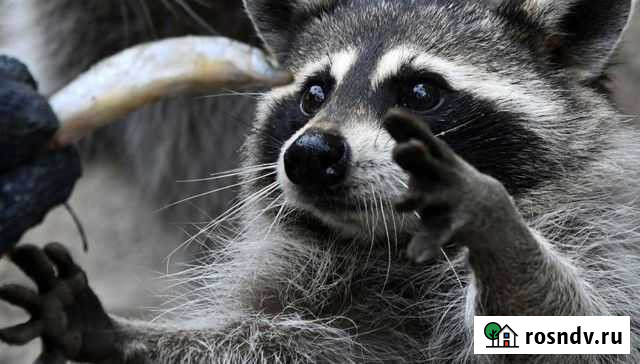 Енот Калининград - изображение 1