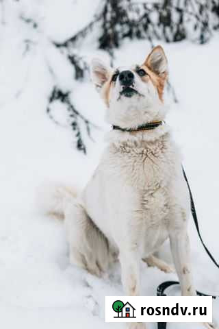 Лада хочет домой. Приют Зоощит Череповец - изображение 1