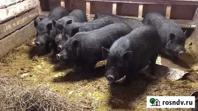 Кабаны вьетнамские возраст 1,3года Большие Колпаны - изображение 1