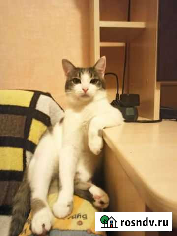 Кот Курск - изображение 1