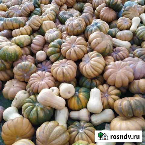 Тыква Волжский - изображение 1