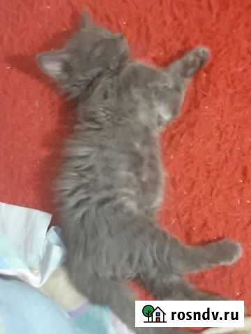 Котята в добрые руки бесплатно черные Новосибирск - изображение 1